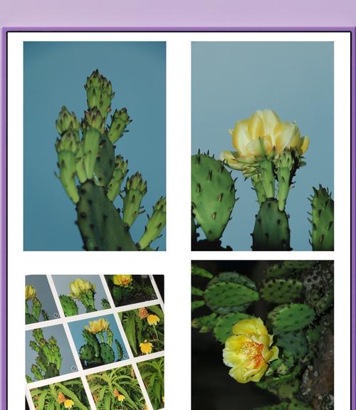 哪种花象征坚固的爱情？爱情坚固的花卉有哪些？