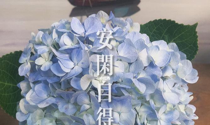 蓝色的花象征希望吗？它们代表了什么？