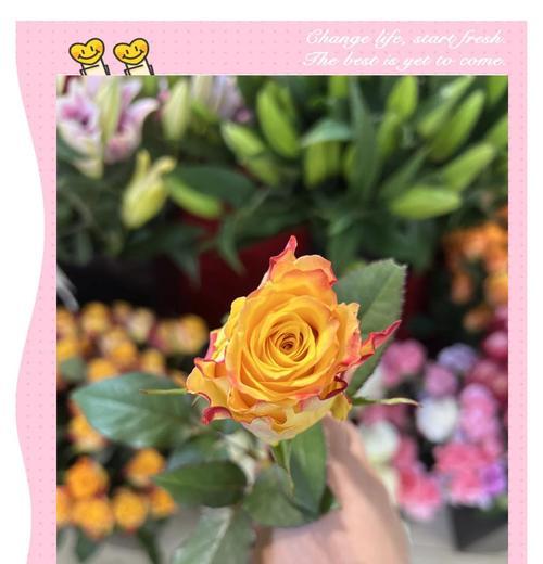 金色玫瑰花代表什么？它的含义是什么？