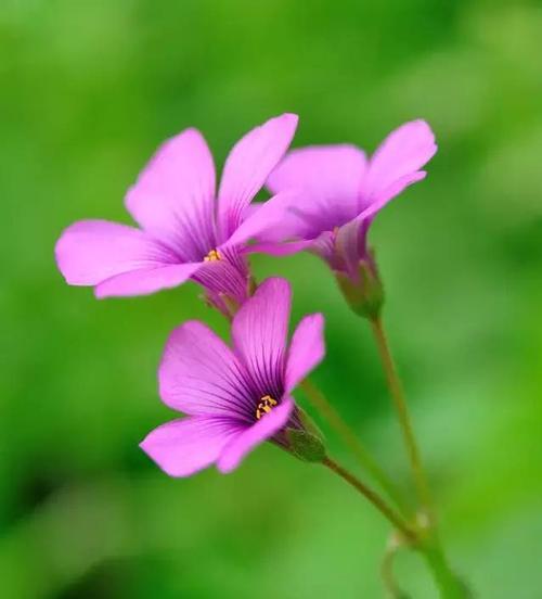 吉庆花语花醋是什么？它有什么特别含义？