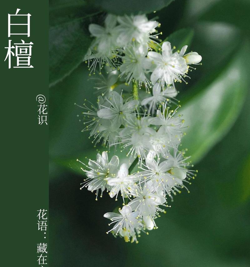 白色花朵通常象征什么？它们的美好寓意有哪些？