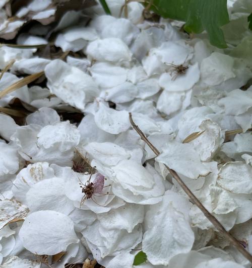 白色花朵通常象征什么？它们的美好寓意有哪些？