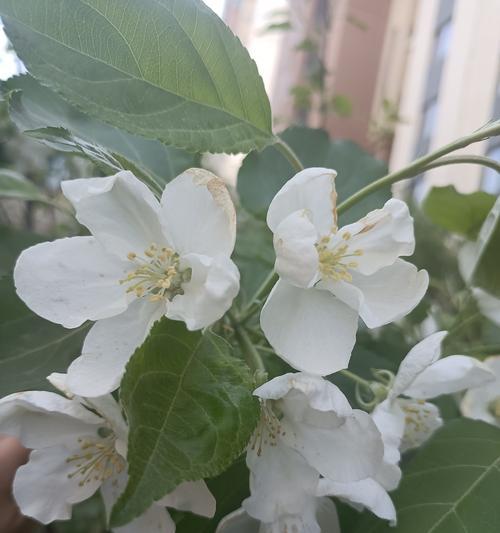 白色花朵通常象征什么？它们的美好寓意有哪些？