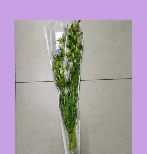 祈福风铃花语大全有哪些？风铃花的寓意是什么？