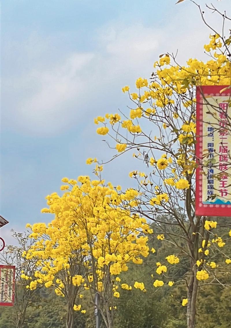 祈福风铃花语大全有哪些？风铃花的寓意是什么？
