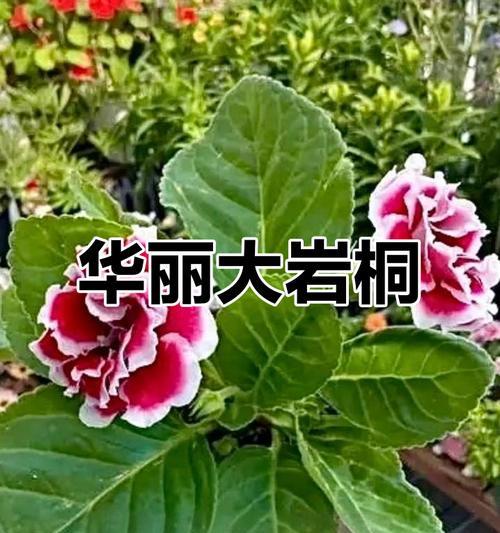 哪些花象征幸福和浪漫？幸福浪漫的花卉有哪些？