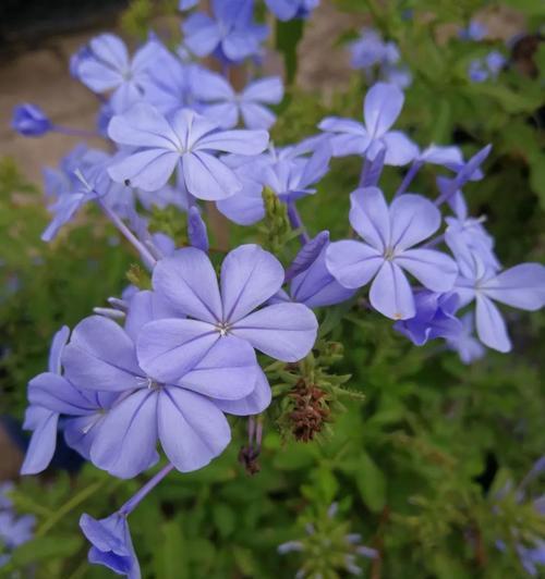 圆形白色和蓝色花的象征是什么？圆形白色和蓝色花代表什么？