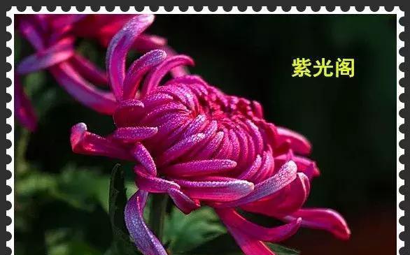 哪些花名代表快乐？