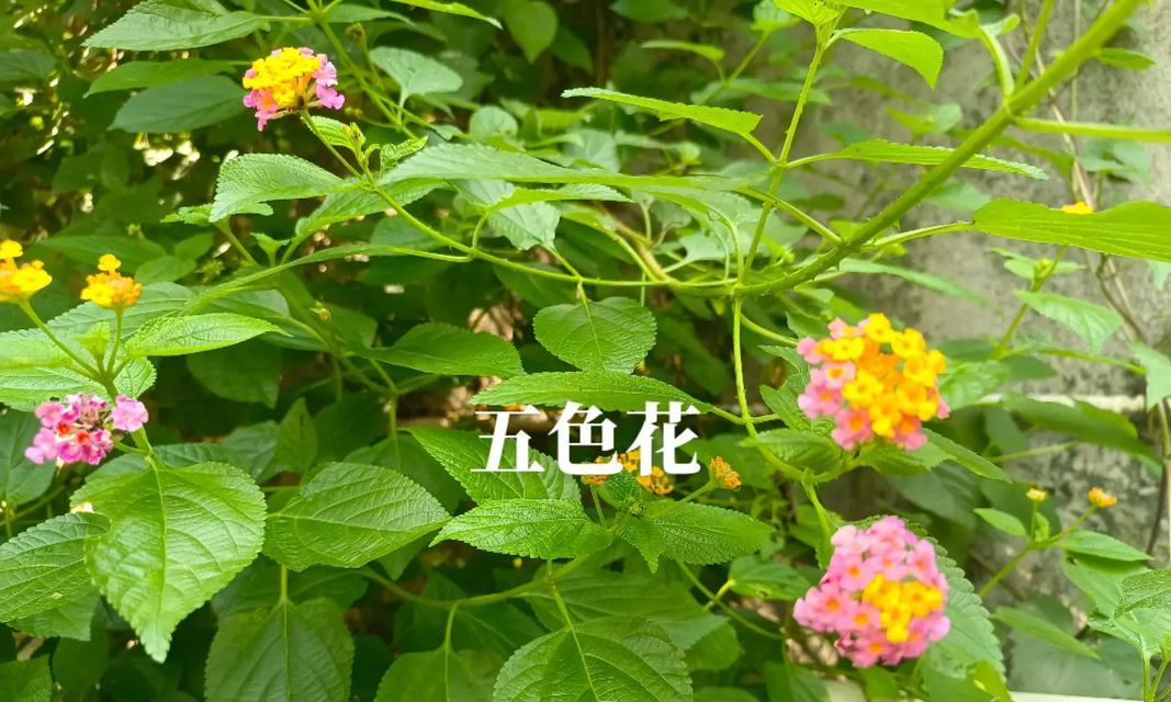 五色花在诗句中的寓意是什么？它象征着什么？