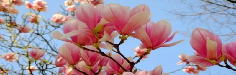 五色花在诗句中的寓意是什么？它象征着什么？