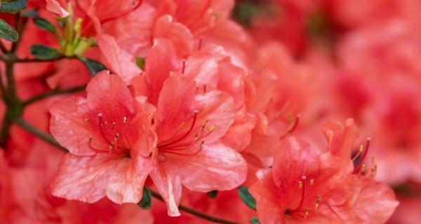 粉色龙船花的寓意是什么？它在花语中代表什么？