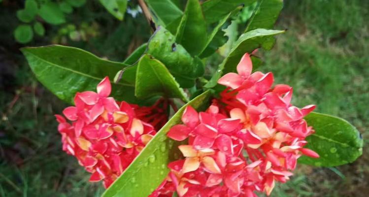 粉色龙船花的寓意是什么？它在花语中代表什么？