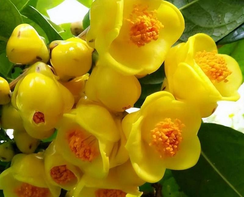 金色的花象征着什么？它有哪些特别的意义？