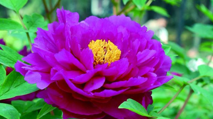 紫色牡丹花代表什么？紫色牡丹花的寓意有哪些？