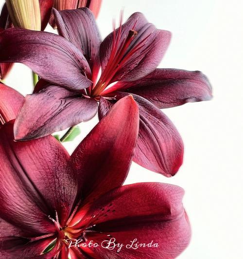 暗红色百合花的寓意是什么？