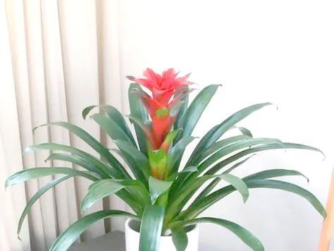 家里摆放什么花吉祥？家里有哪些花寓意吉祥？