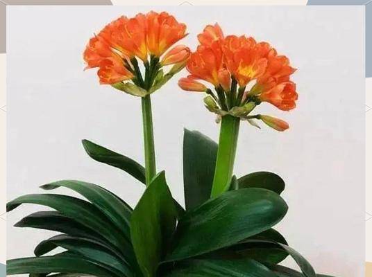 家里摆放什么花吉祥？家里有哪些花寓意吉祥？