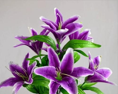 哪些花草在花艺中象征身体健康？它们的寓意是什么？