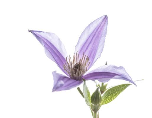 哪些花草在花艺中象征身体健康？它们的寓意是什么？