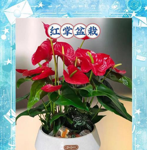 送一朵吉祥花的寓意是什么？吉祥花在传统中的地位如何？