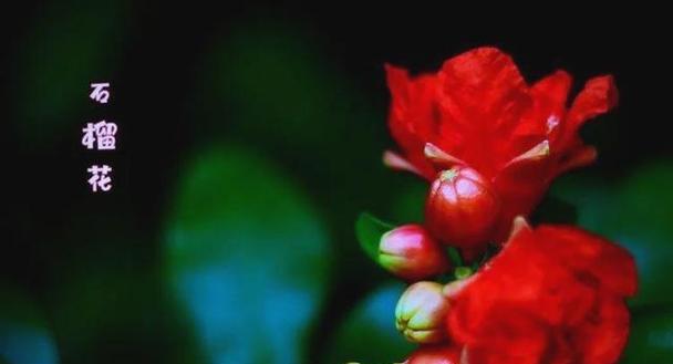 送一朵吉祥花的寓意是什么？吉祥花在传统中的地位如何？