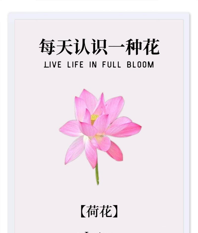 哪种花寓意快乐？如何用花语表达快乐的句子？