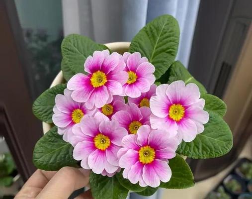 冬天里哪种花象征着爱情？
