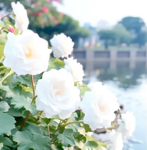 冬天里哪种花象征着爱情？