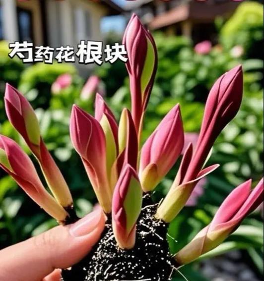 什么花象征爱情？象征爱情的花是什么？