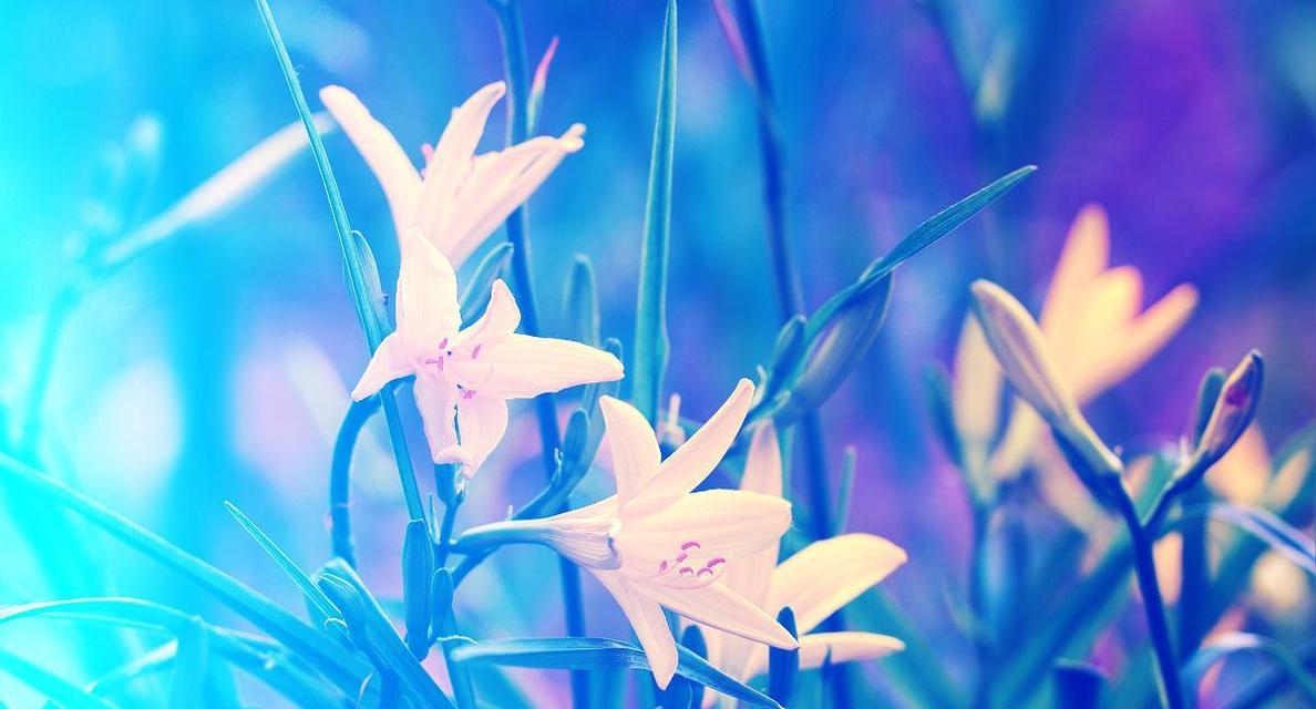 蓝色百合花有何象征意义？