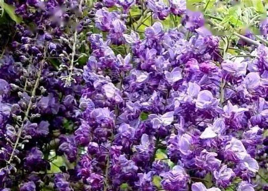 紫色藤花挂件代表什么意义？