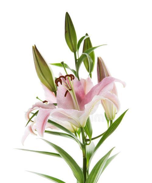 白色百合花送朋友有何寓意？
