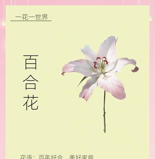 白色百合花送朋友有何寓意？