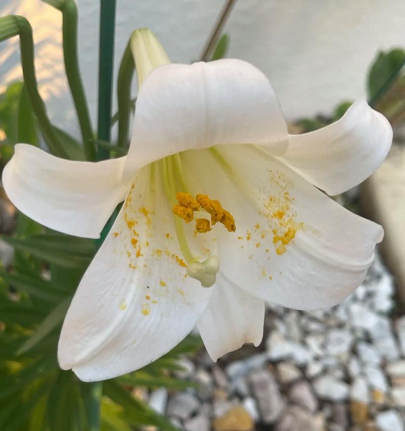 白色百合花送朋友有何寓意？