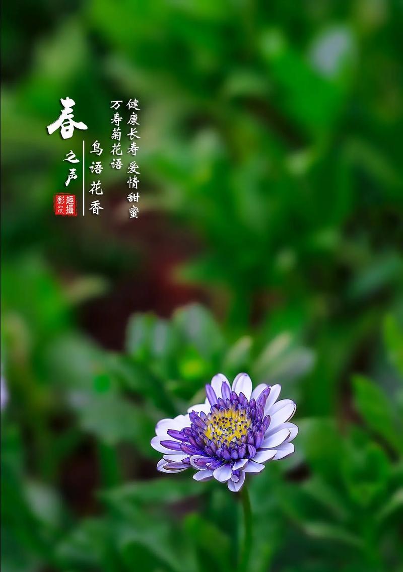 哪些花寓意健康平安？它们的花语是什么？