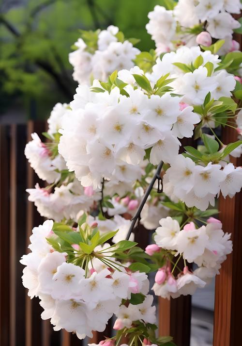 哪些花寓意健康平安？它们的花语是什么？