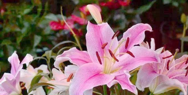 百合花为何被视为吉祥的象征？