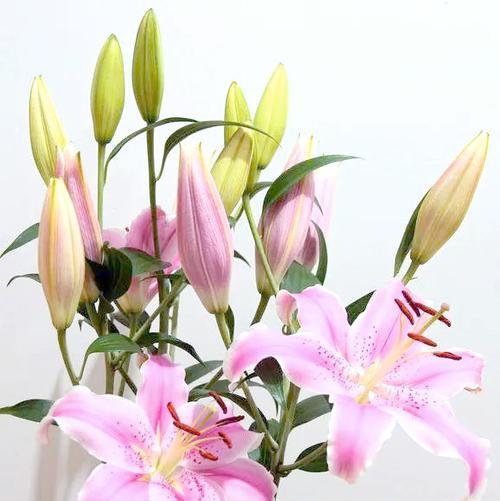 百合花为何被视为吉祥的象征？