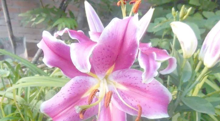 百合花为何被视为吉祥的象征？