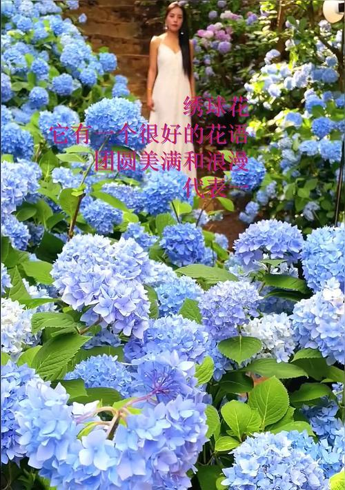 蓝色秀球花的花语寓意有哪些？