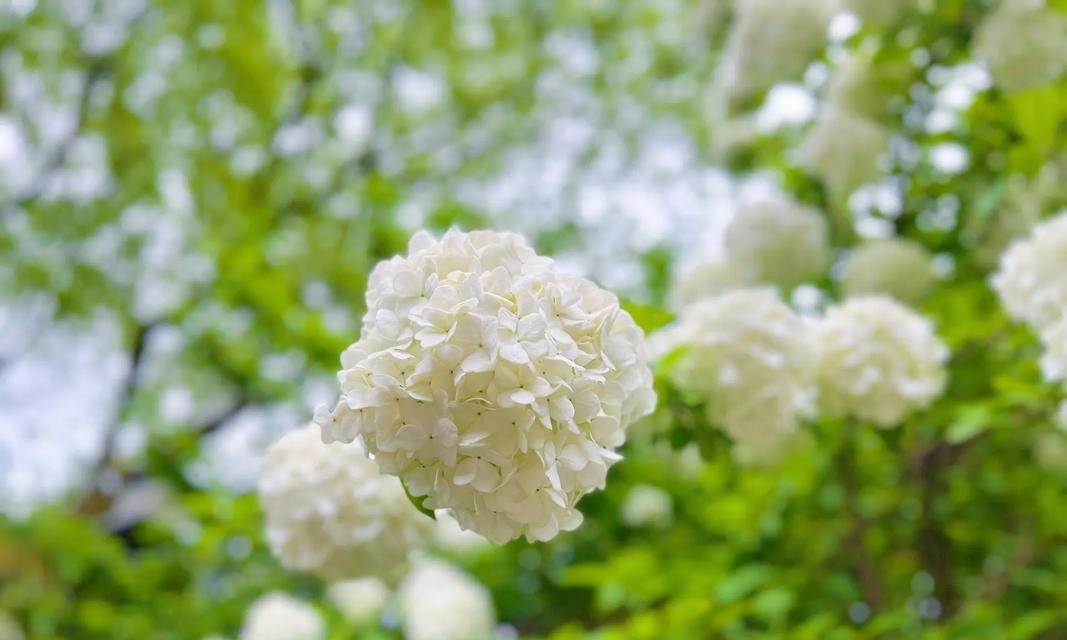 白色花的寓意是负面的吗？白色花代表什么含义？