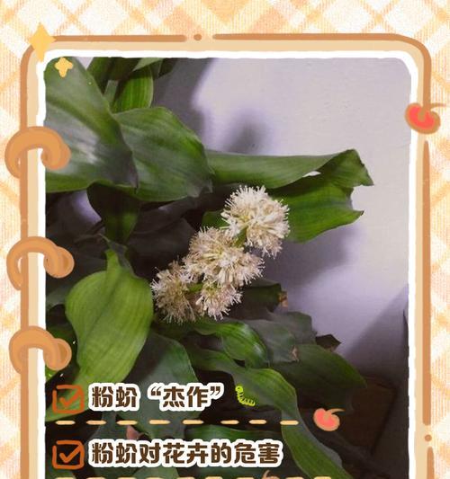 白色花的寓意是负面的吗？白色花代表什么含义？