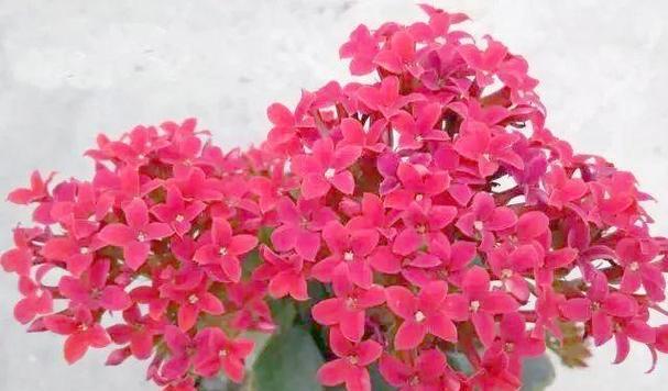 哪种花寓意身体健康？
