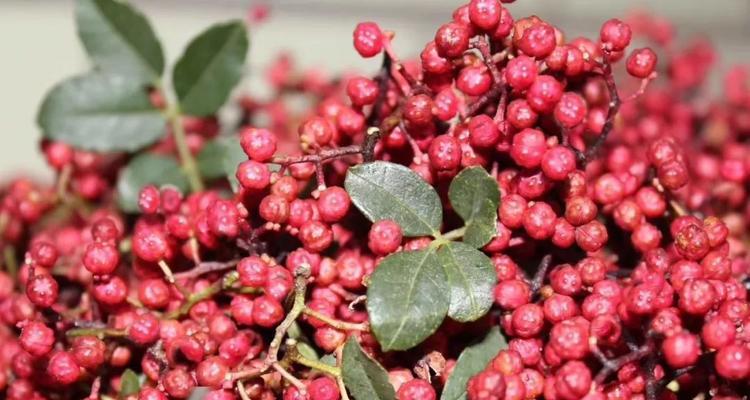 红色盐源象征哪种花？