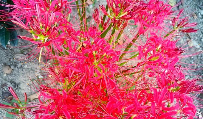 红色盐源象征哪种花？