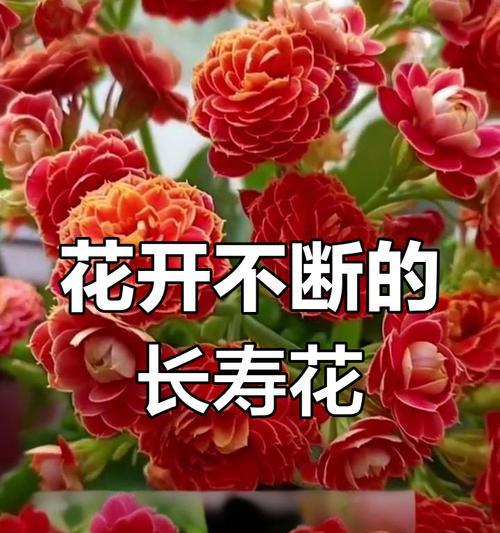 寓意健康长寿的花有哪些？
