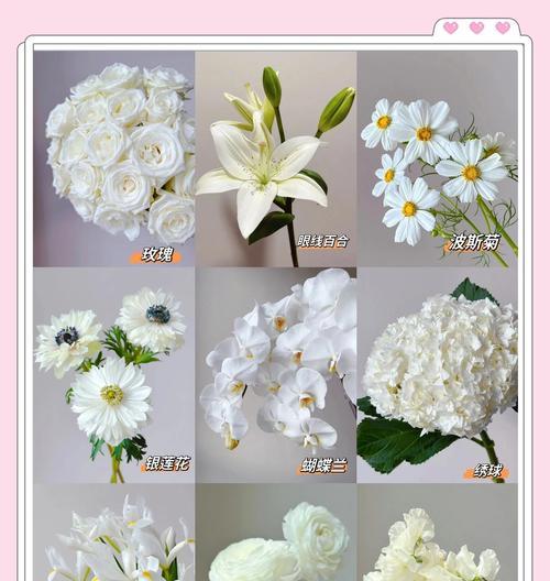 哪种花寓意着生命的吉祥？