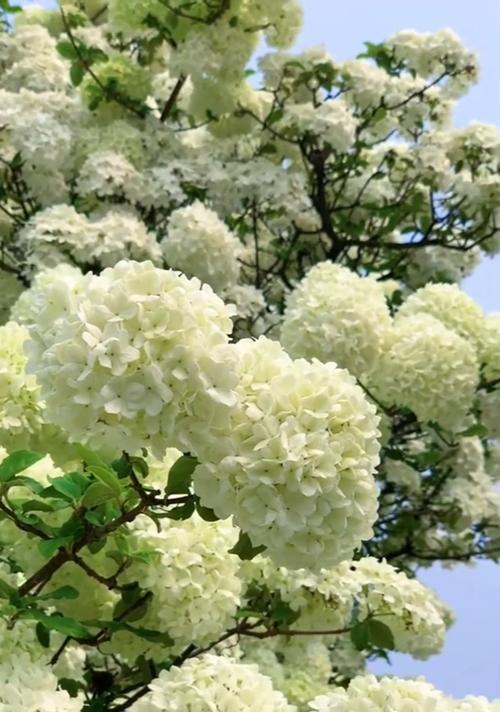 寓意美好的白色花是什么？