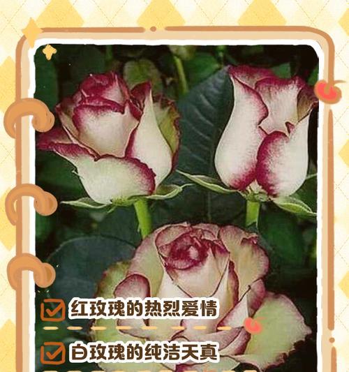 玫瑰颜色和数量有何寓意？