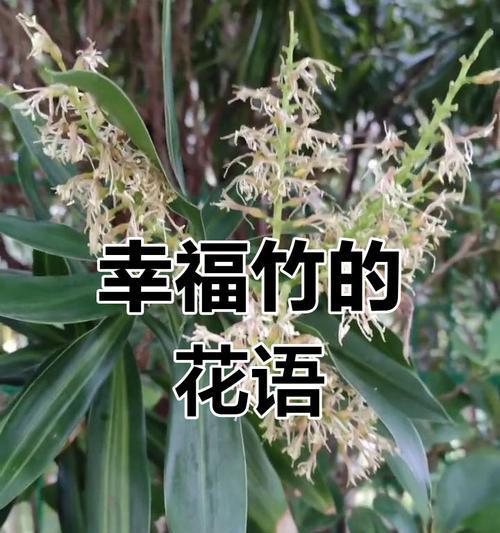 哪种花寓意开心和平安？它们的花语有哪些？
